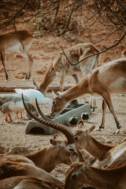 A group of deer and birds coexisting peacefully in a dry outdoor habitat, highlighting biodiversity.