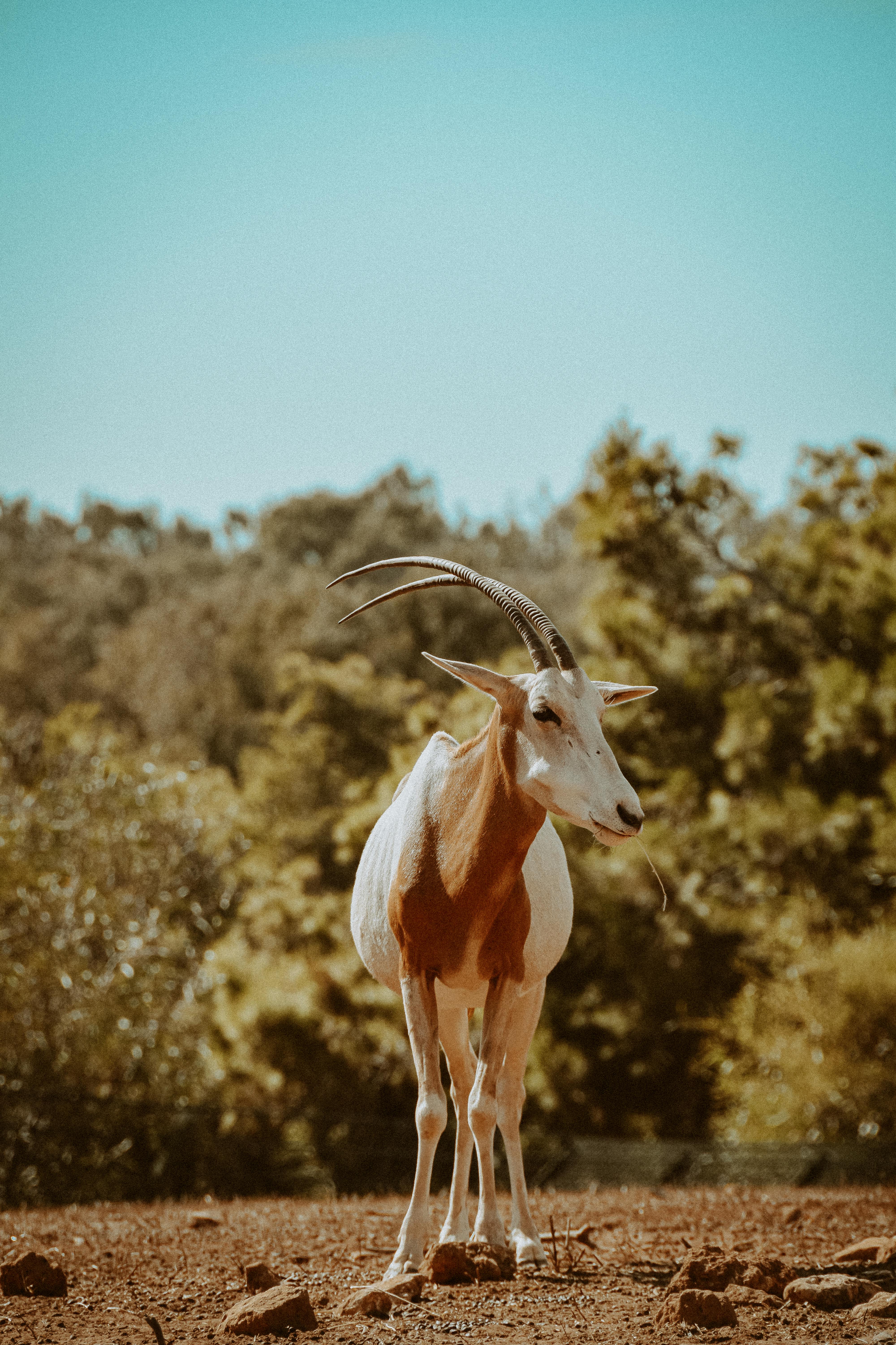 Gratuit Photos gratuites de adapté au désert, afrique, afrique du nord Photos