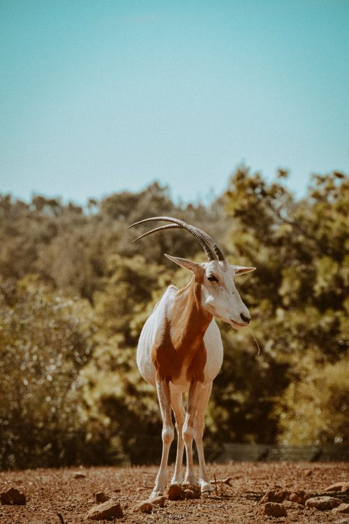Free A majestic Scimitar Oryx stands gracefully in its natural outdoor habitat with lush greenery in the background. Stock Photo