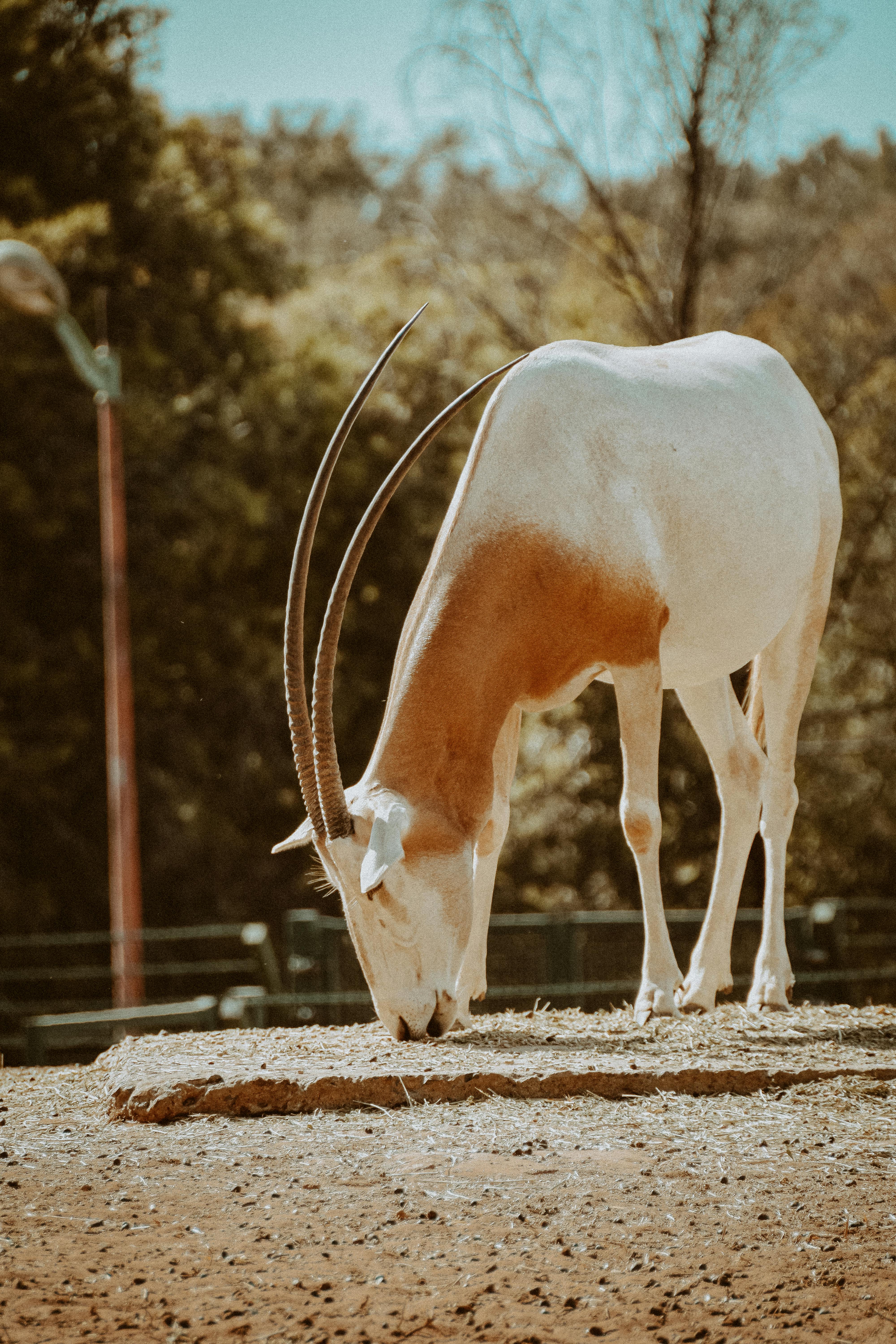 Gratuit Photos gratuites de afrique, animal, animal en danger Photos