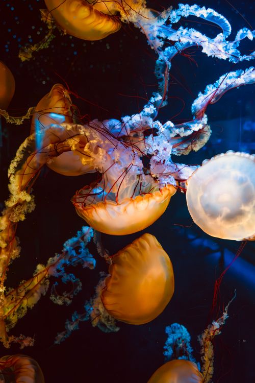 Free Colorful jellyfish captured in a stunning deep sea aquarium setting, showcasing their ethereal beauty and movement. Stock Photo