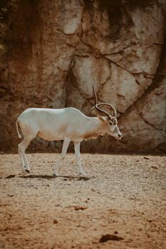 A solitary Addax antelope stands against a rocky backdrop in a desert environment, showcasing its unique curved horns.