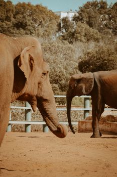 elephant photo