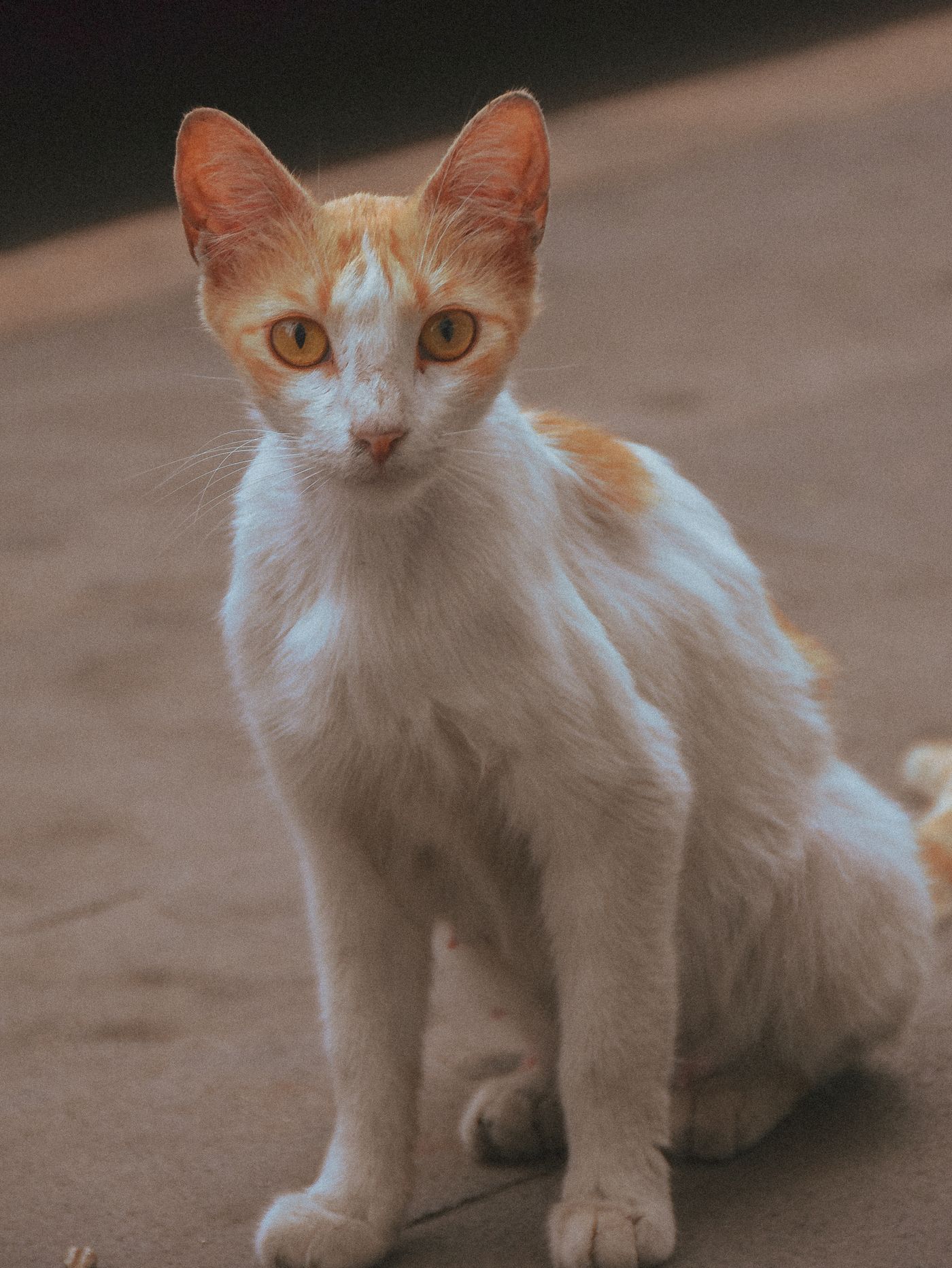 Orange and white cat portrait