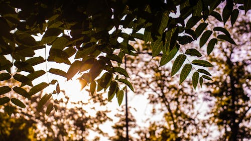 Základová fotografie zdarma na téma podzimní barvy, podzimní listí, příroda