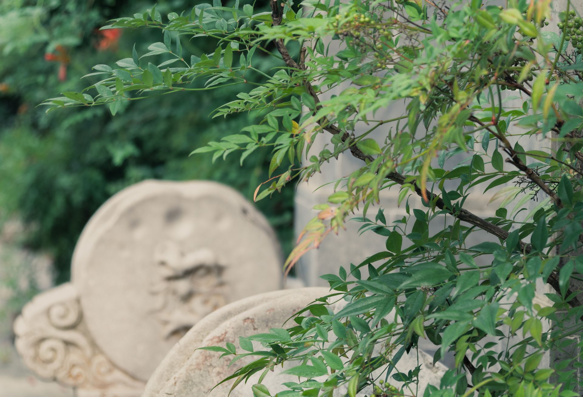 Vibrant green leaves extend over ancient stone carvings in an outdoor garden setting.