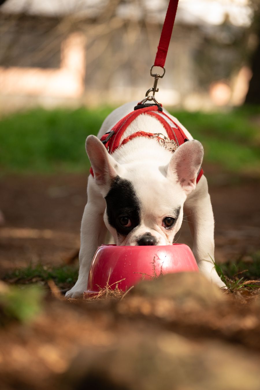 Representative concept image for Collapsible Silicone Pet Bowl