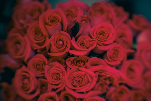 Free Bokeh de rosas Stock Photo
