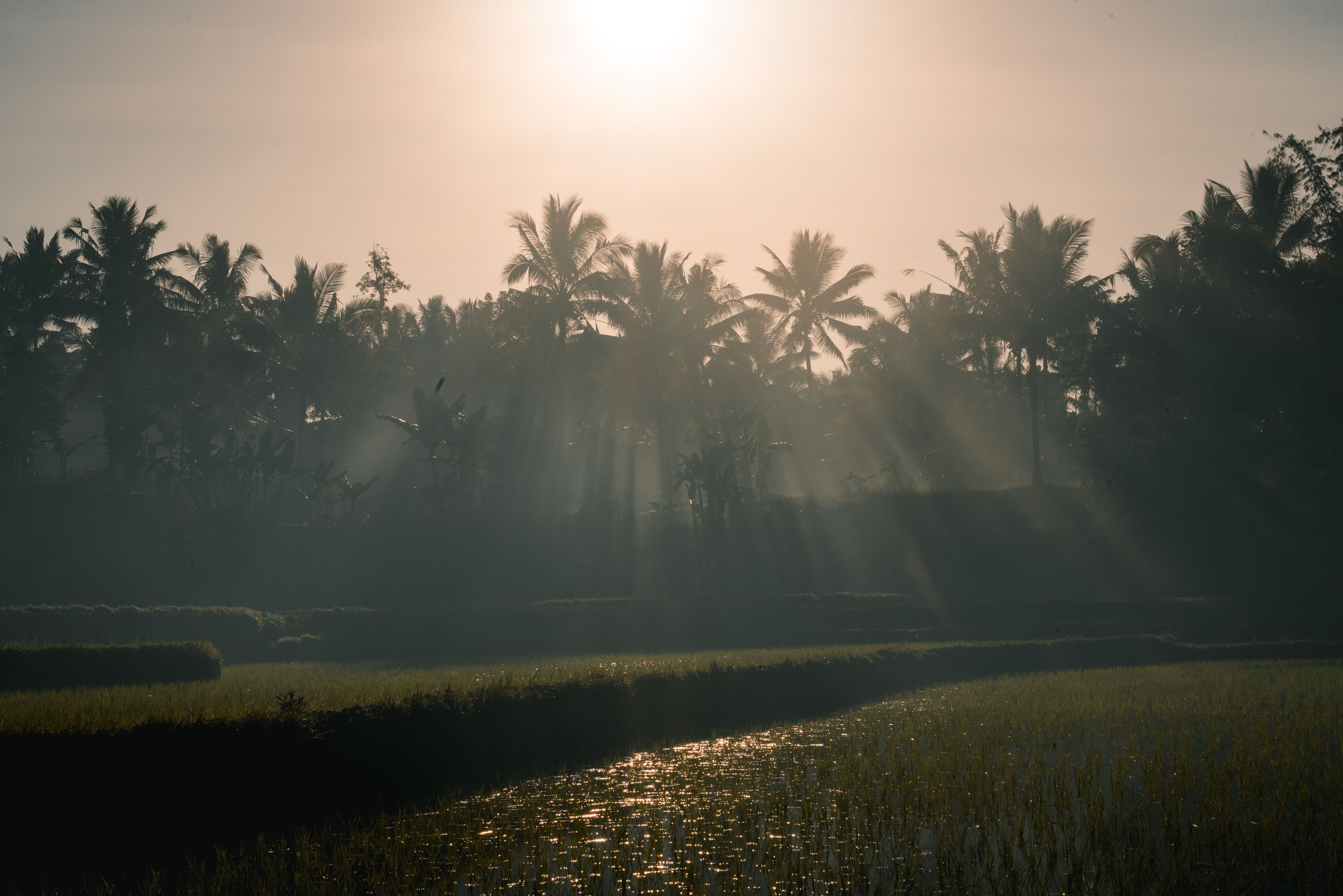 quiet sunrise over rice fields with mist, a single palm tree