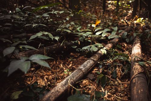 Free A textured forest floor with bamboo and green foliage in a serene and natural setting. Stock Photo