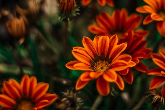 Close-up of bright orange Gazania flowers with blurred green background, showcasing nature's beauty.