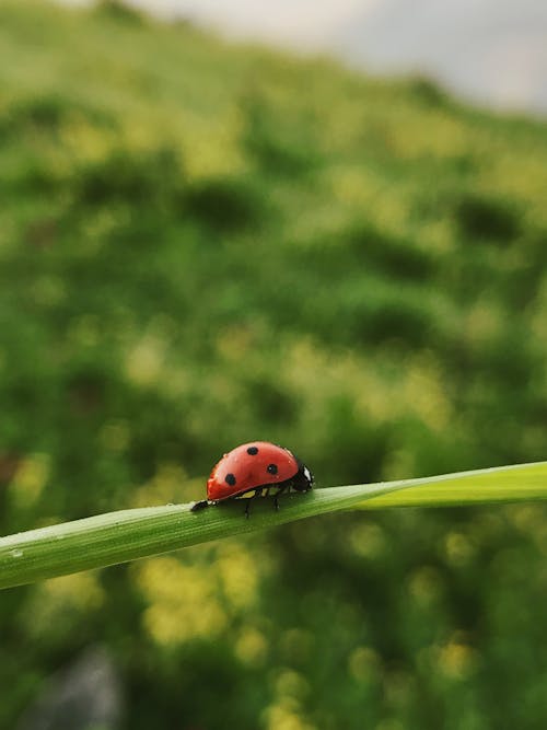 Lady Bug Trên Lá