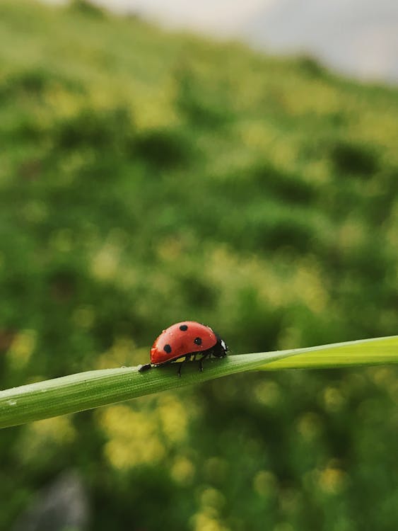 Free Lady Bug on Leaf Stock Photo