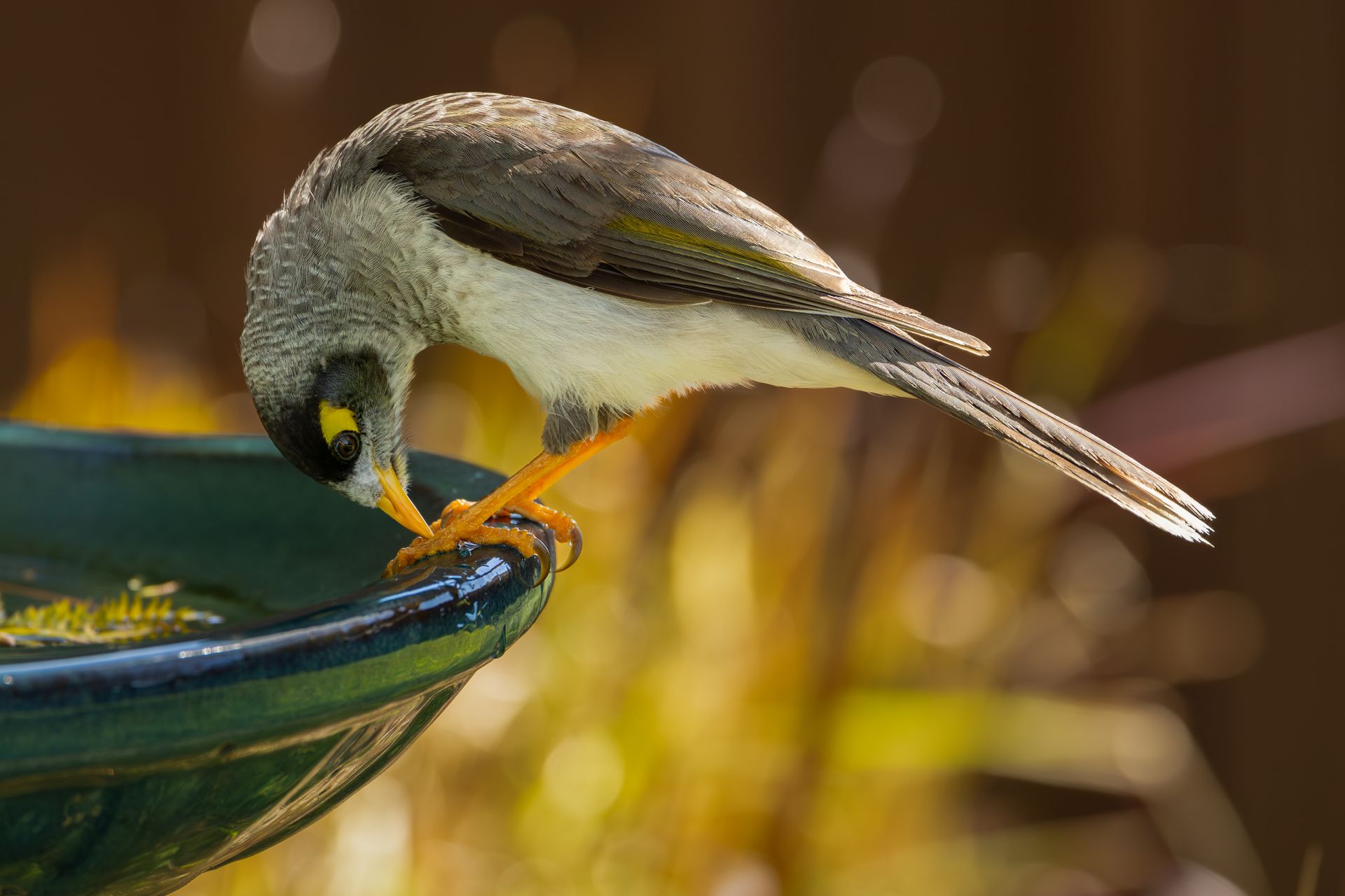Noisy Miner bird at the bird bath.