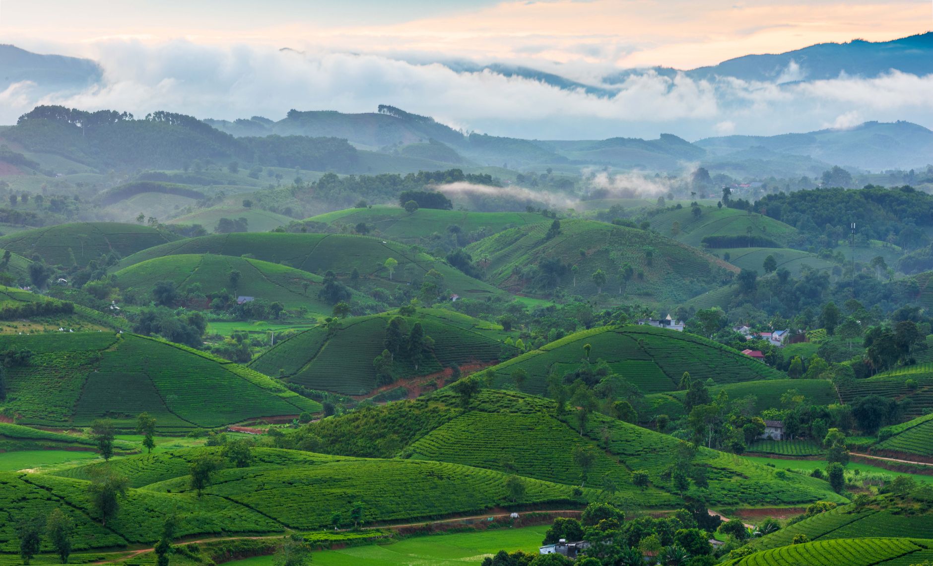 Rolling hills covered in lush green tea plantations under misty skies.