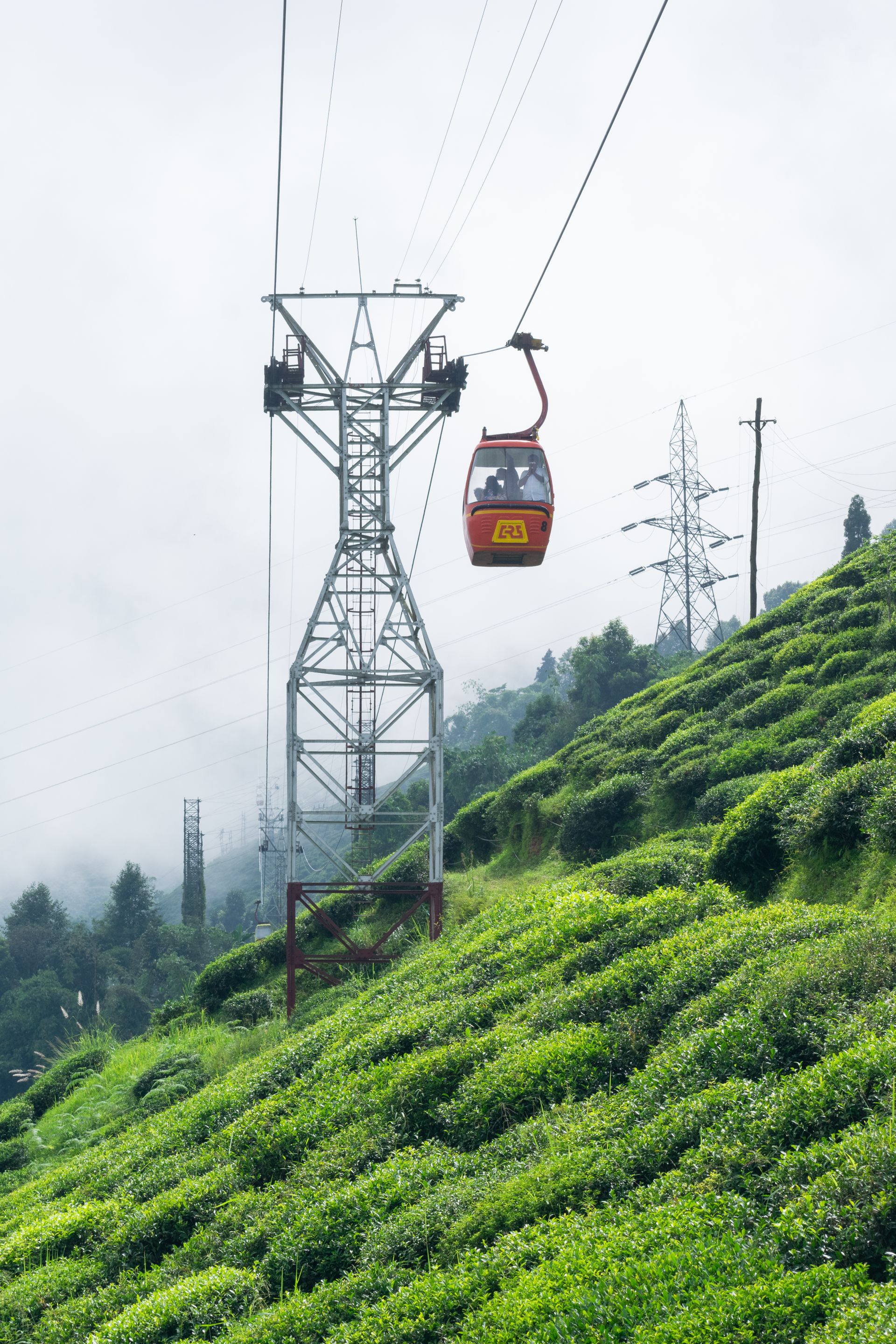 The Darjeeling Reverie