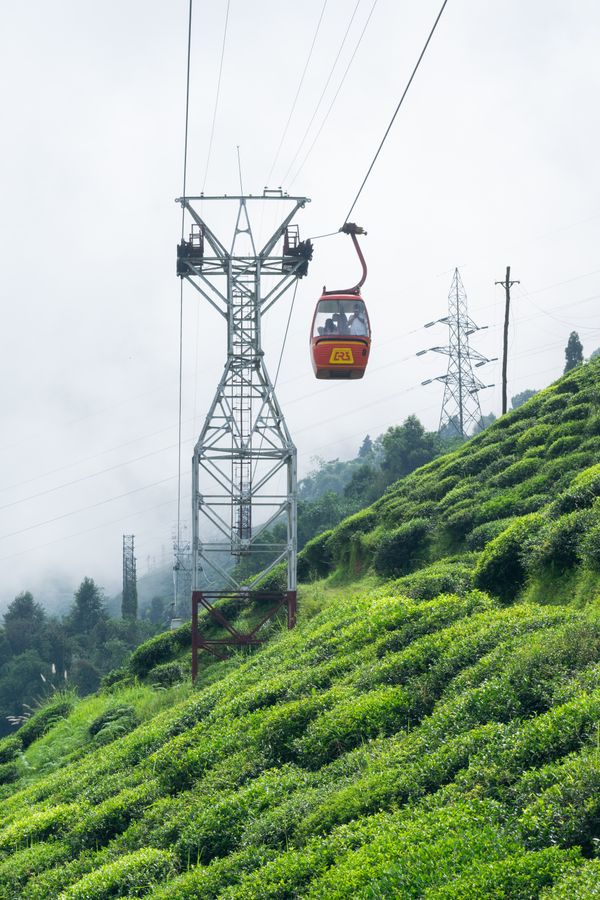 Darjeeling tea gardens cable car