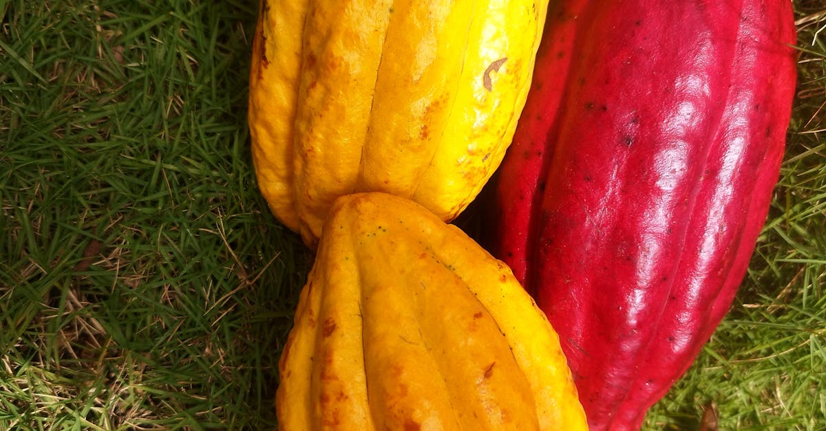 農業部花卉創新園區揭牌 陳亭妃 國際級花卉研發基地落腳後壁