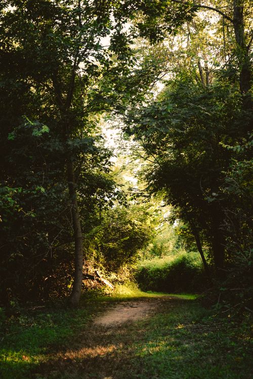 Free A tranquil forest pathway illuminated by summer sunlight, surrounded by lush greenery. Stock Photo