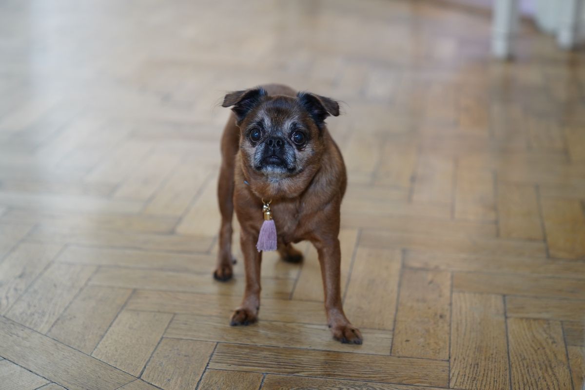 Small dog standing on patterned parquet-style flooring indoors