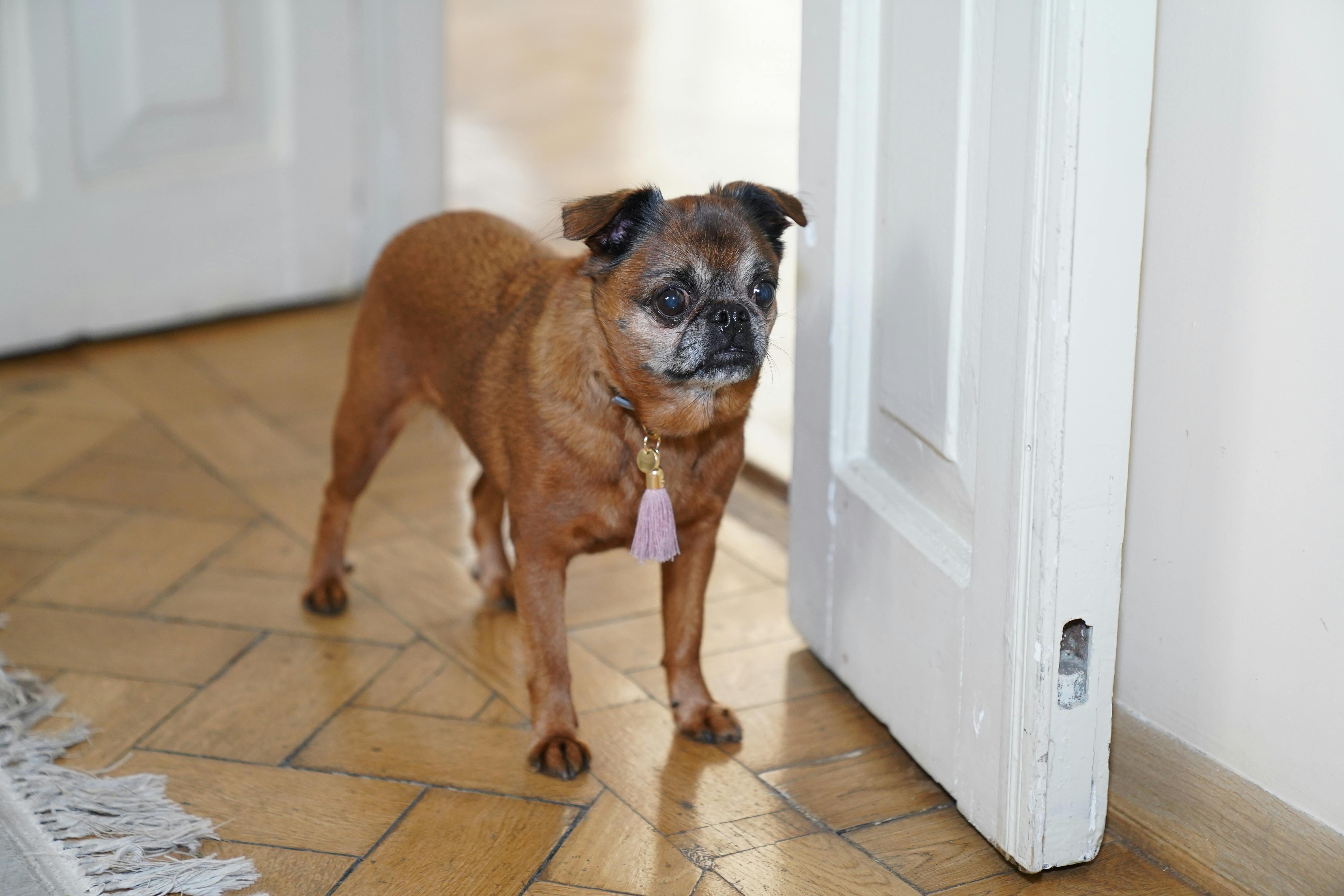 Brussels Griffon Dog In An Apartment Setting