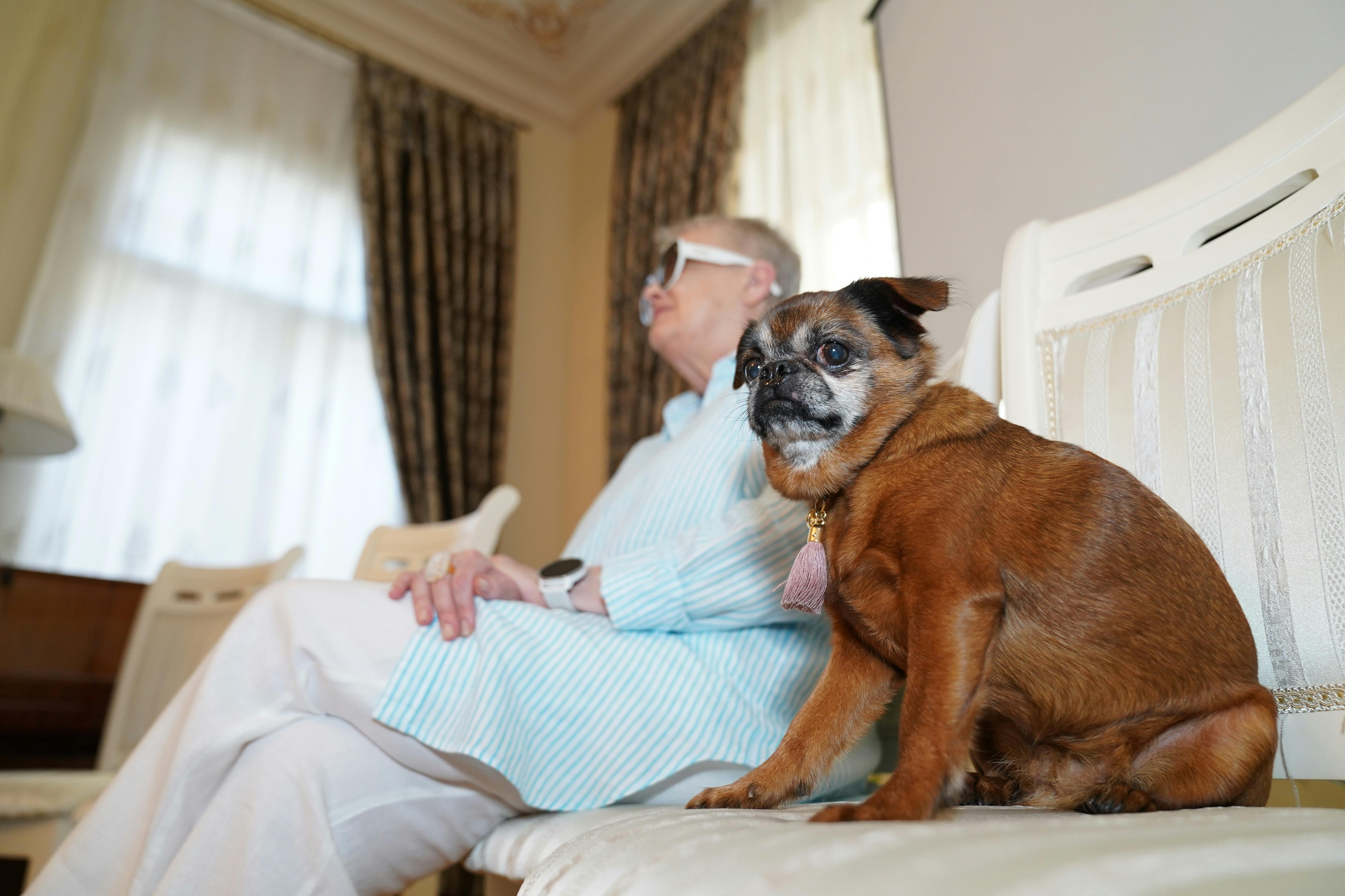 Brussels Griffon Syringomyelia: Chiari-Like Νευρολογική Πάθηση