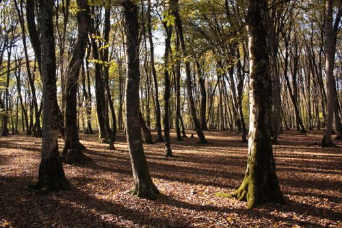 Free Captivating autumn forest with golden leaves and sunlit canopy, casting long shadows. Stock Photo
