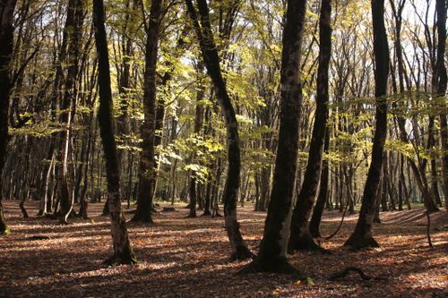 Free Peaceful autumn forest scene with tall trees and gentle sunlight filtering through leaves. Stock Photo