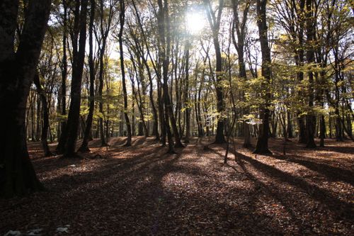 Free Sunlight filters through the trees in an autumn forest, creating long shadows. Stock Photo