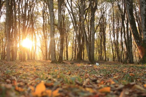 Free Warm sunlight filters through tall trees in a peaceful autumn forest setting. Stock Photo