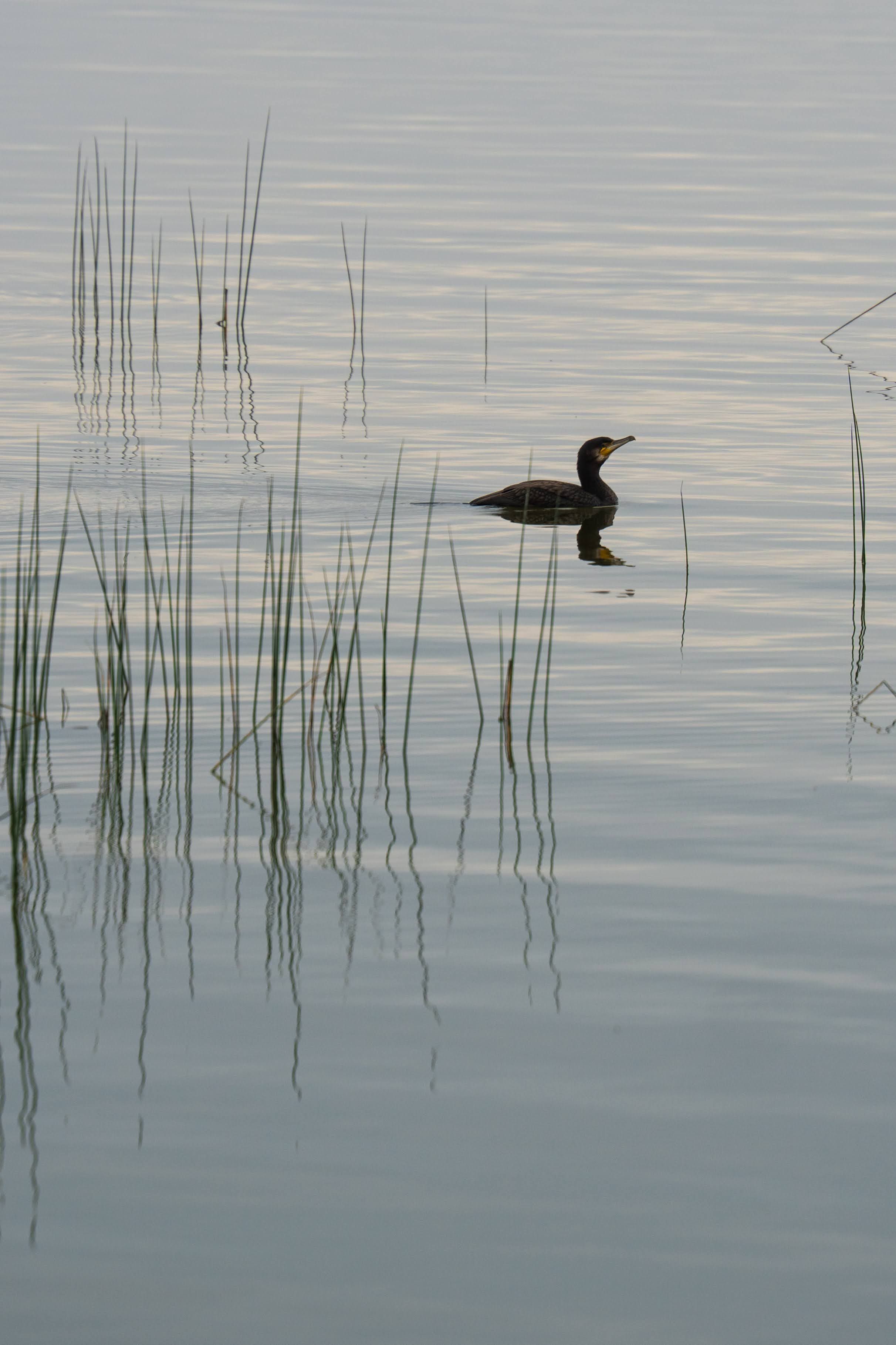 A single cormorant swimming on a tranquil lake surrounded by reeds during a peaceful day.