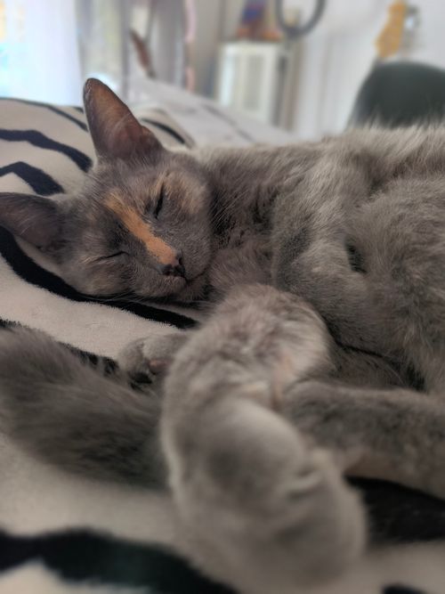 Free A serene gray cat sleeps soundly on a cozy zebra-striped blanket indoors. Stock Photo