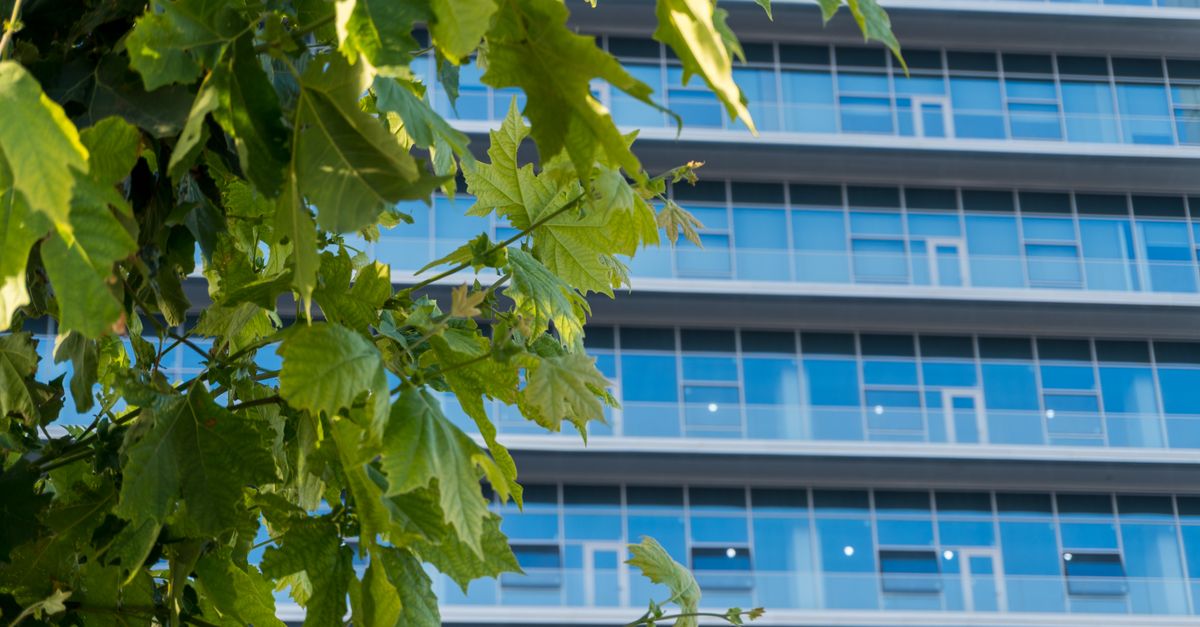 A modern office building facade with lush green leaves in the foreground, reflecting urban nature.
