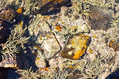 Free Bright and clear tide pool showcasing colorful algae, rocks, and underwater details. Stock Photo