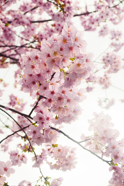 Free Delicate pink cherry blossoms in full bloom on a tree branch, symbolizing the beauty of spring. Stock Photo