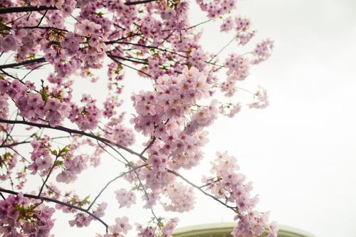 Free Stunning cherry blossoms in full spring bloom against a gentle sky backdrop. Stock Photo