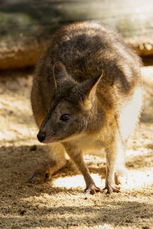 Free A close-up of a swamp wallaby in Doonside, Australia, set against a sandy backdrop. Stock Photo