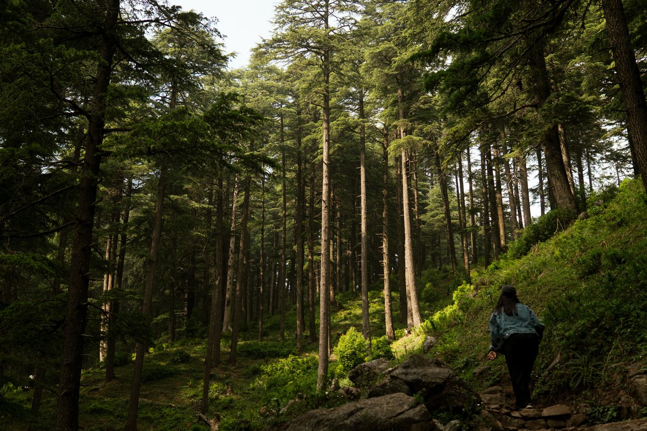 explore the serene cedar forests in dehradun uttarakhand ideal for hik