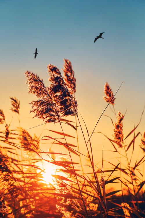 Free Golden reeds silhouetted against a vivid sunset sky with birds flying above. Stock Photo