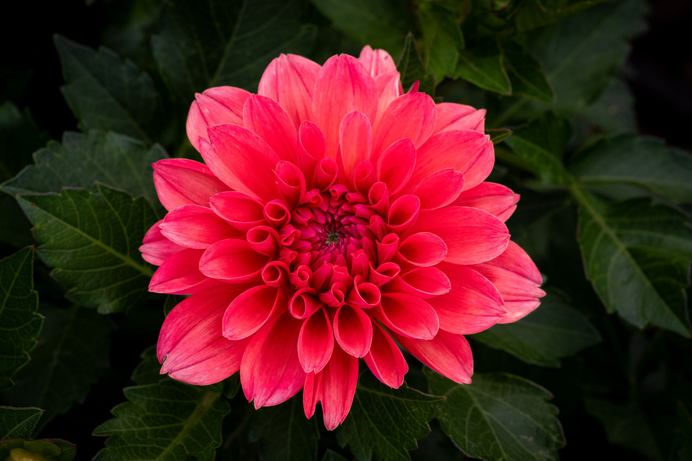 A crimson dahlia glowing against dark foliage