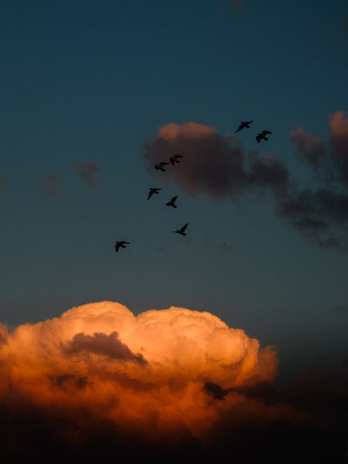 Free Dramatic sunset sky in Egypt with birds in flight over glowing clouds. Stock Photo