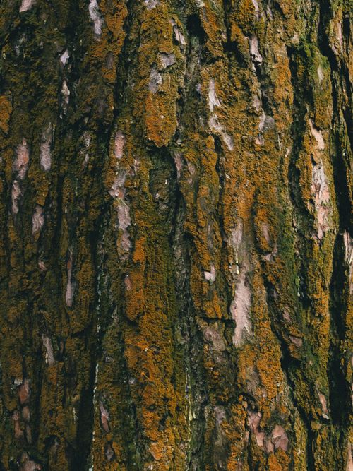 Free Detailed close-up of tree bark with textured moss growth, showcasing nature's patterns. Stock Photo