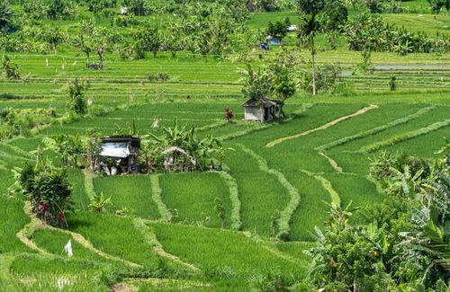 Free Aerial view of vibrant rice terraces in Bali, Indonesia, showcasing traditional agriculture. Stock Photo