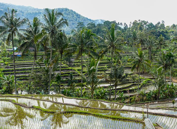 Bali experience