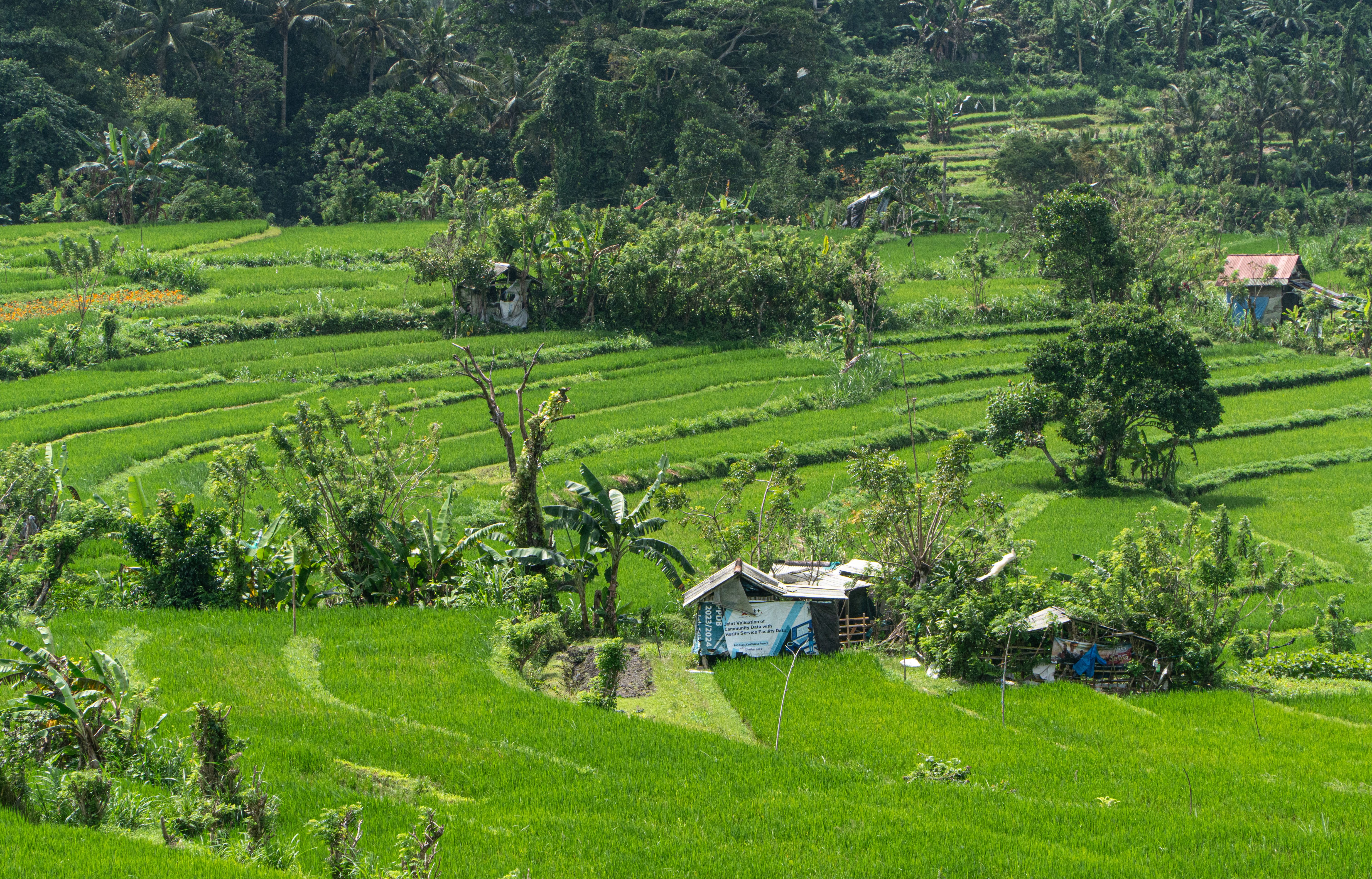 Scenic view of vibrant green rice fields in Bali, Indonesia with tropical vegetation.