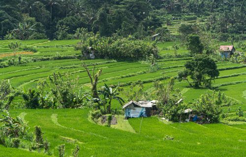 Free Scenic view of vibrant green rice fields in Bali, Indonesia with tropical vegetation. Stock Photo