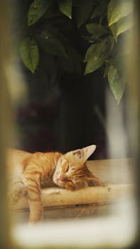 A cute ginger kitten sleeps peacefully on a warm ledge surrounded by green leaves, captured in evening sunlight.