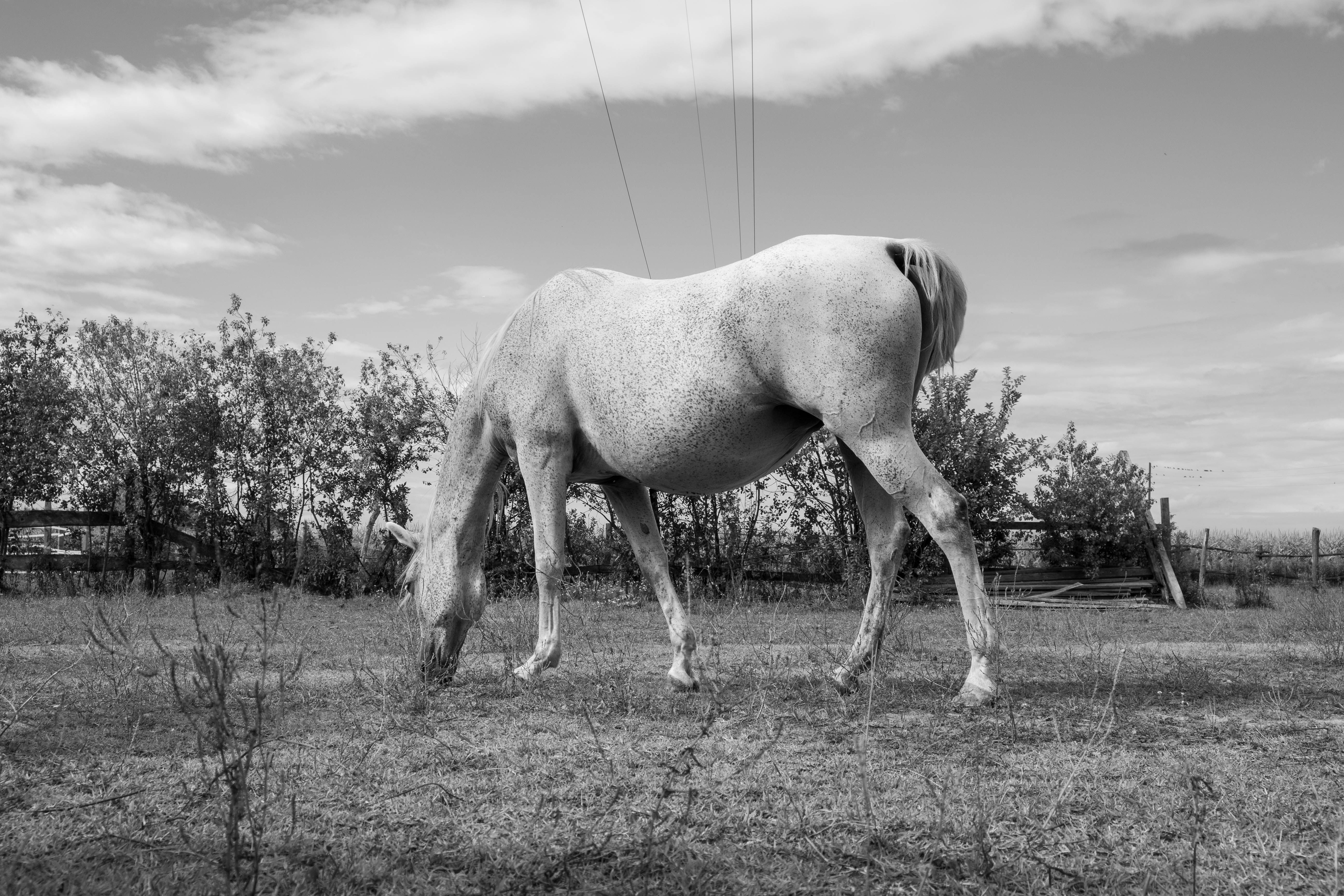 A serene black and white photo of a horse grazing peacefully in an open field.