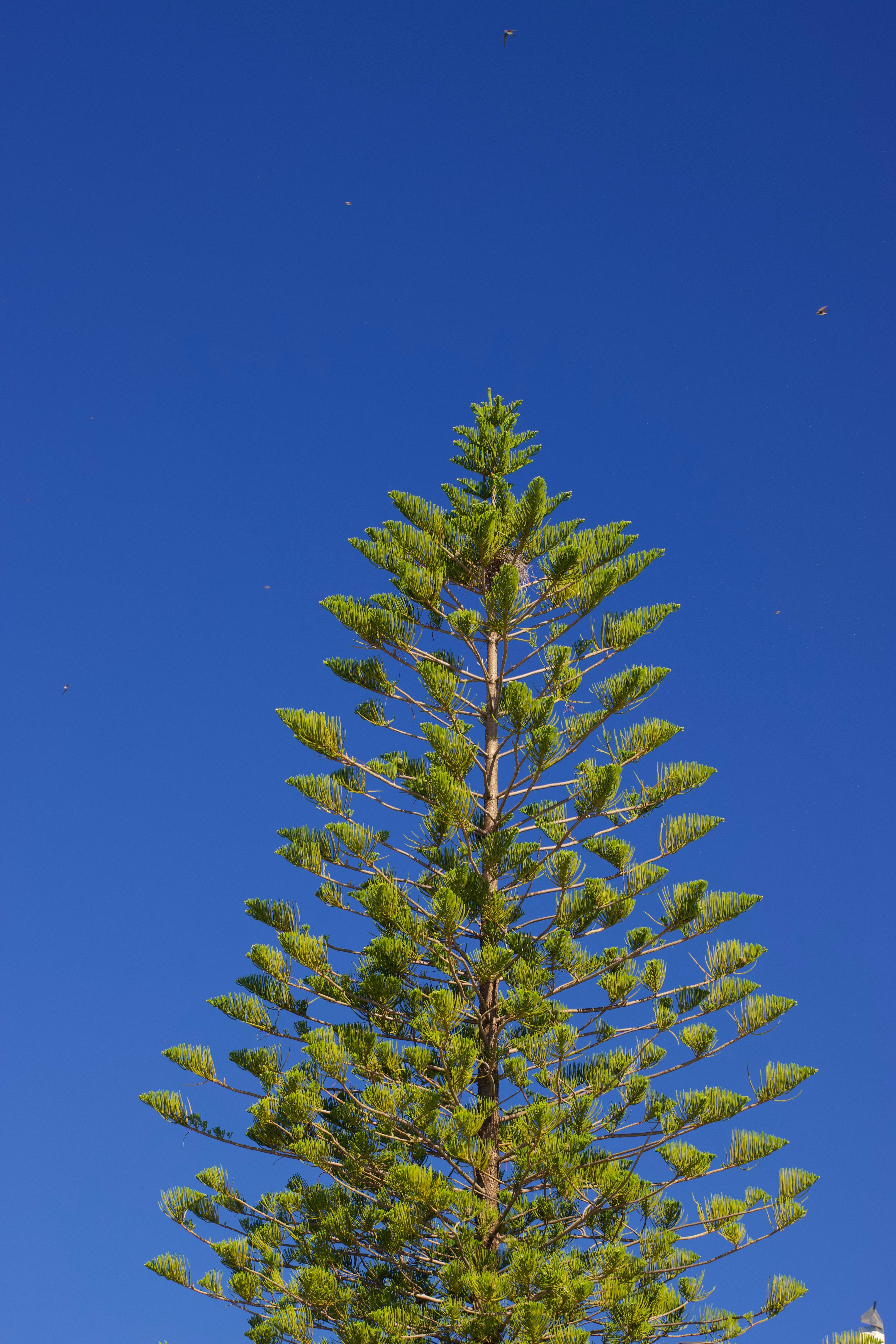 國際清潔空氣日 新北植樹計畫共創健康城市