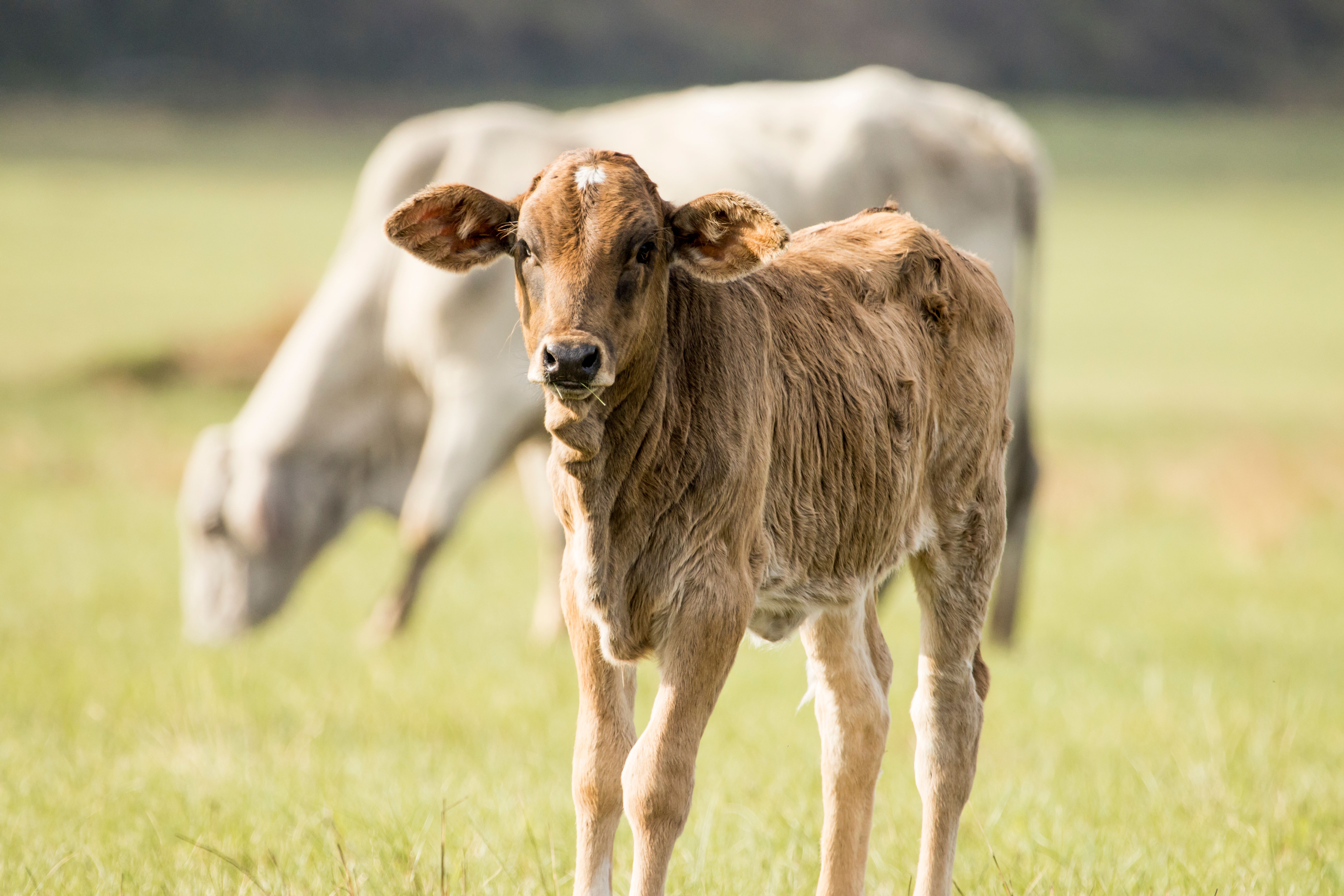 Jeune veau dans un champ ensoleillé avec une autre vache qui broute en arrière-plan.